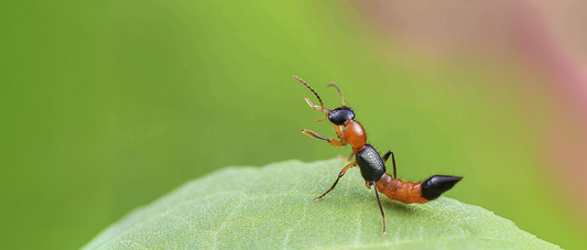 Paederus Beetles: Nature's "Invisible Killer"