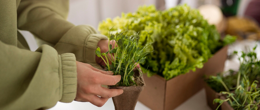 Indoor Mosquito-Repellent Plants: A Natural Solution for a Comfortable Summer