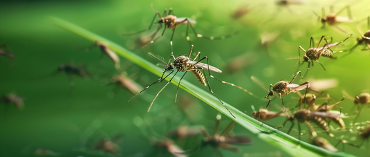 Why Do Mosquitoes Multiply and Become a Menace in Hot Weather?