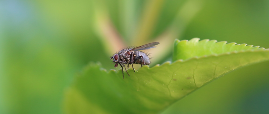 The Scourge of Flies in Hot Weather: The Scientific Principles Behind It