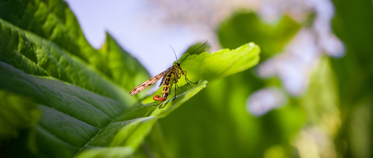 The World of Flying Insects Around Plants: A Micro Ecological Adventure