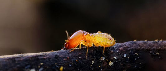 Termites: Nature’s Little Architects and Invisible Destroyers