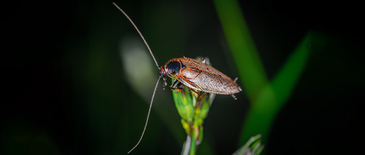 The Scientific Journey of Cockroaches: The Big Secrets of Small Creatures