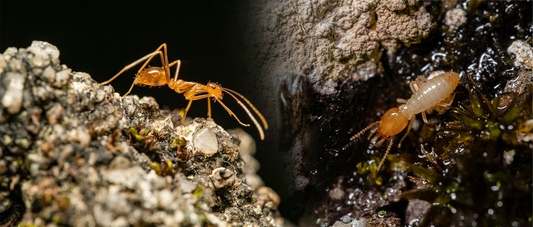 Ants and Termites: Two Major Social Insects in Nature