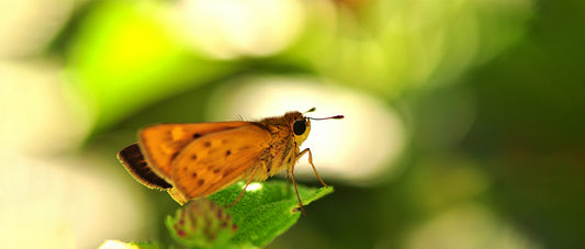 Southern Moths: The Fleeting Dancers of the Night Sky