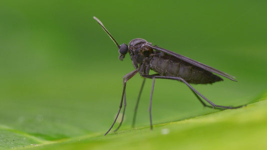 The Destroyer of Indoor Plants: Fungus Gnats