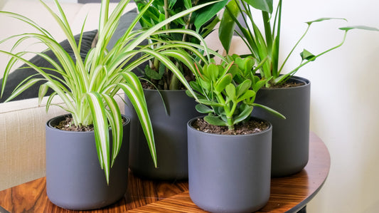 Best Indoor Plants for Air Purification: Creating a Fresh and Pleasant Living Environment