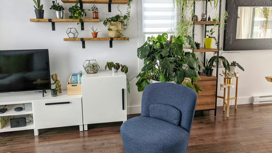 Indoor Plant Care Guide: Creating a Lush and Beautiful Space