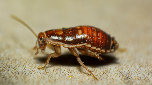 Why Do Cockroaches Enter Indoor Spaces?