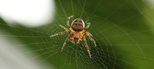 Spiders in the House: Exploring the Reasons Behind the Uninvited Guests