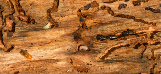 The Secret of Termite Infestation: Causes and Prevention