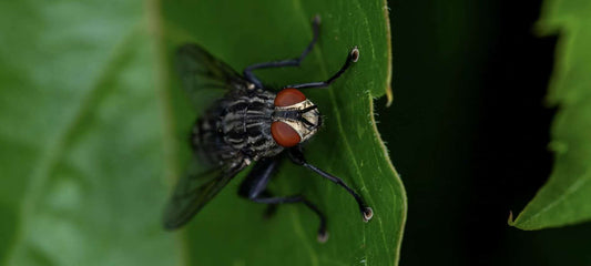 Flies: Common Indoor "Visitors"