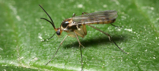 Indoor Plant Pest - The Spread of Fungus Gnats