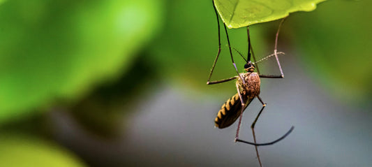 Mosquitoes and Disease Transmission: The "Invisible Killers" Among Us