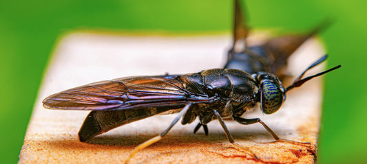 Flies: Nature's Scavengers and Disease Spreaders