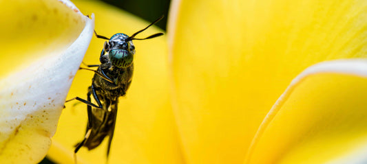 Fruit Flies and Food Safety: Small Insects, Big Threats