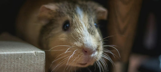 Mice and Humans: Potential Pests and Control Measures