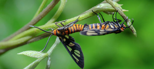 Wasps: The Ingenious Predators of Nature