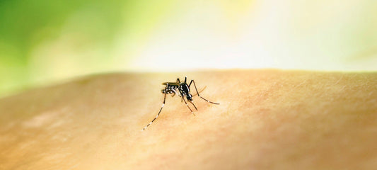 Behavior and Feeding Habits of Mosquitoes: The Small Predators of Nature