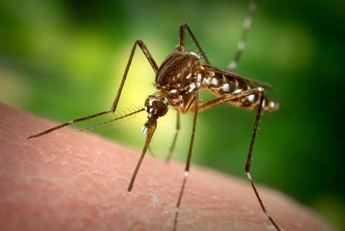 Mosquitoes: The Tiny Terrors of Summer