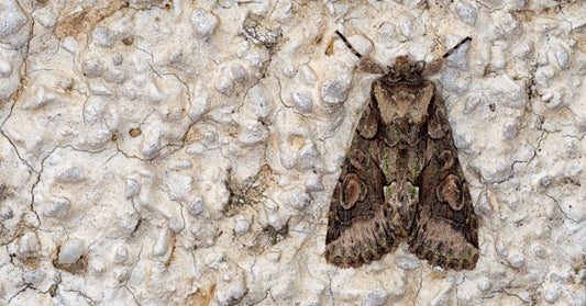 Moths and Human Interaction: Household Pests and the Balance of Nature