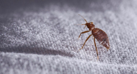 Bed Bugs: A Guide to Understanding These Little Creatures and Their Impact