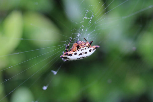 Effective Insect Control Guide: UV Bug Zappers and Bug Sprays