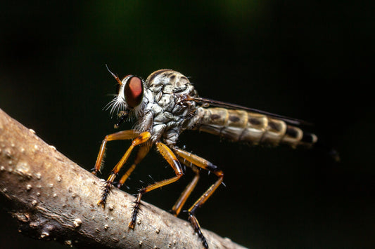 Discover Mosalogic UV Mosquito Lamp: Safe & Eco-Friendly